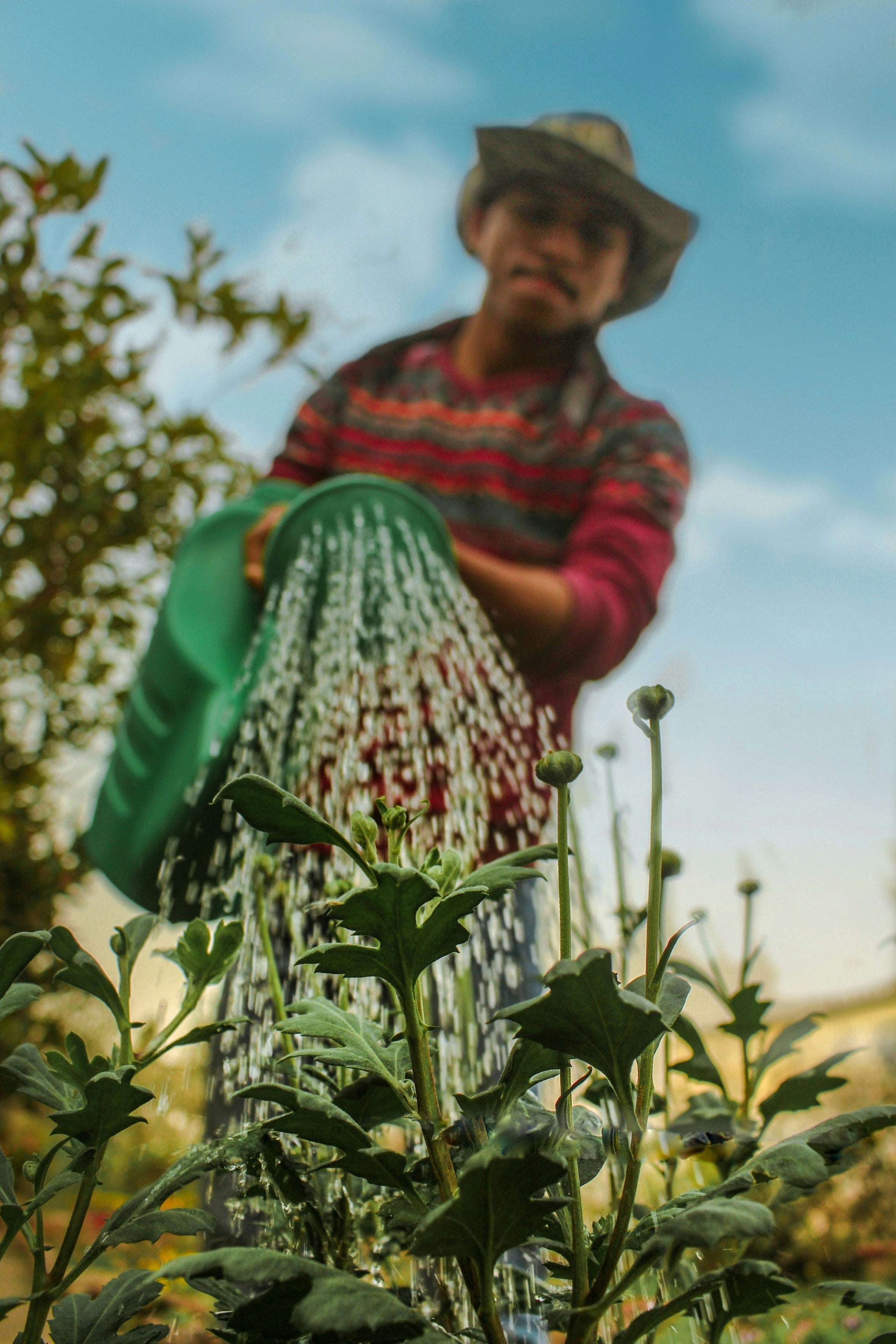 Watering cans, buckets, containers