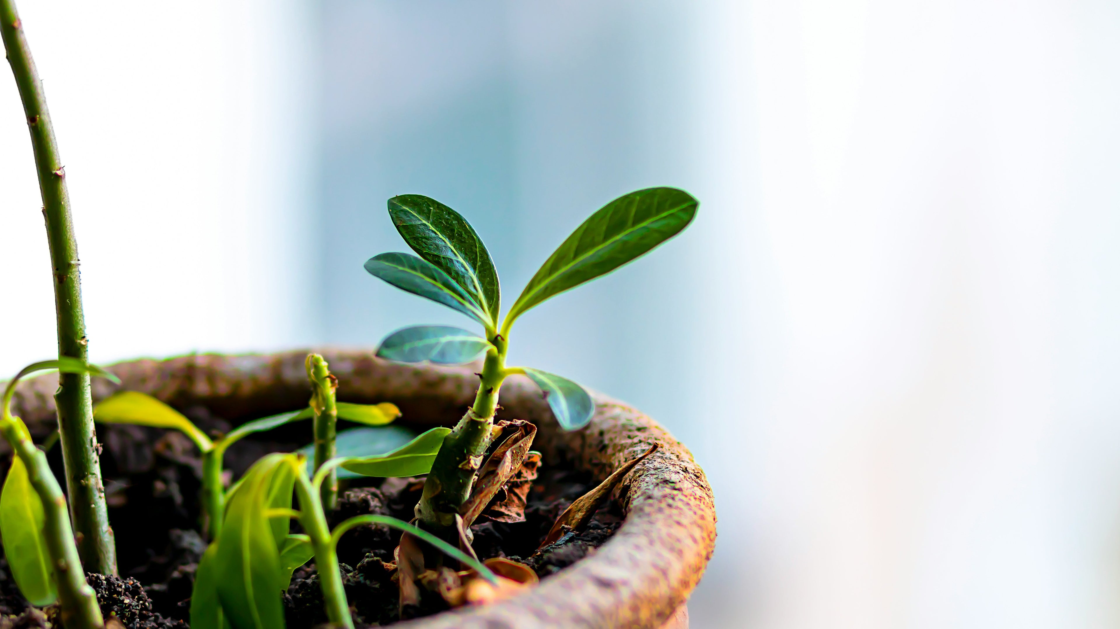Plant vases, Balcony pots