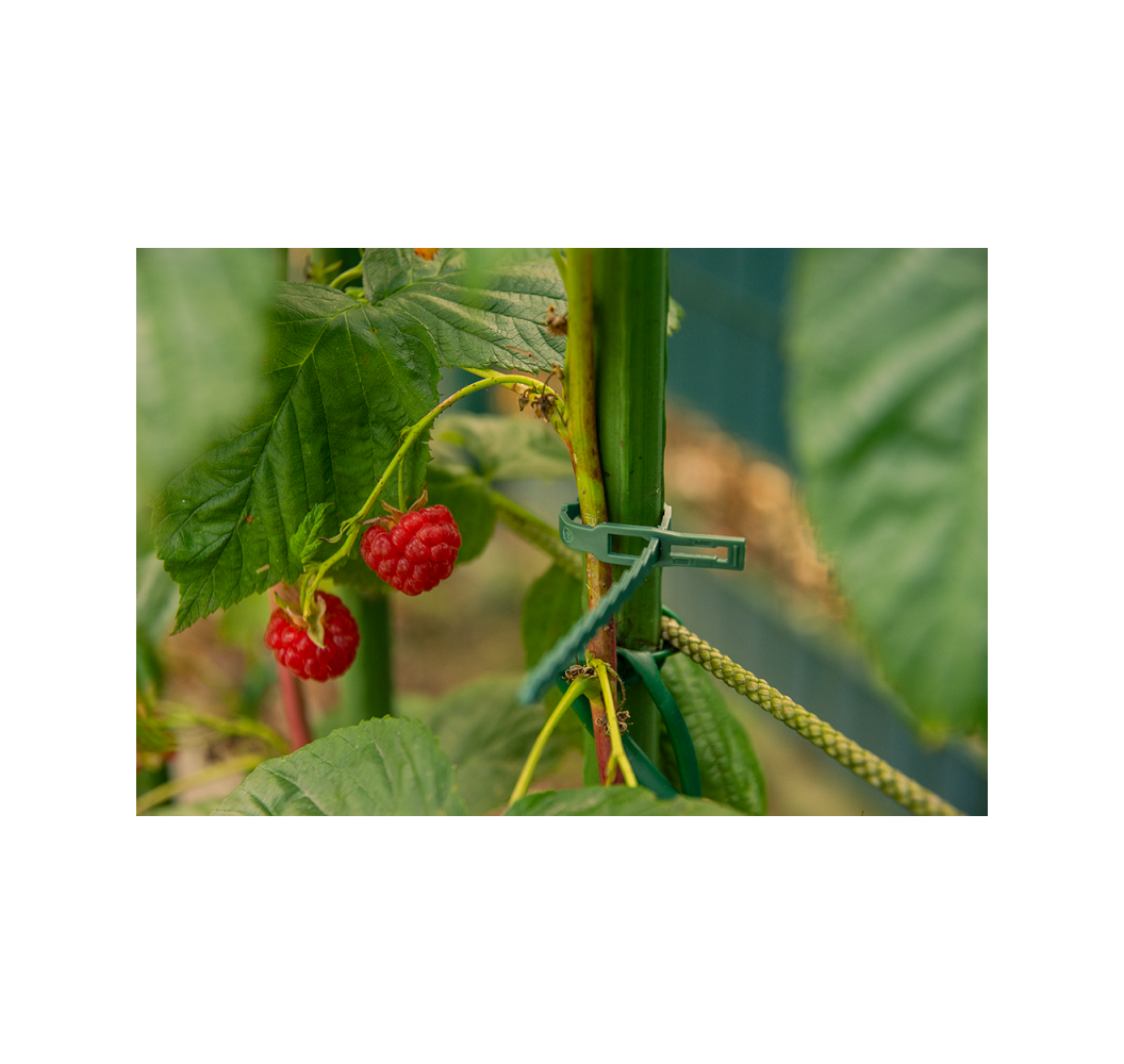 Releasable ties for plant strapping 170/5,4mm - green